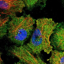 HISPPD2A Antibody, Novus Biologicals 0.1mL; Unlabeled:Antibodies, Polyclonal